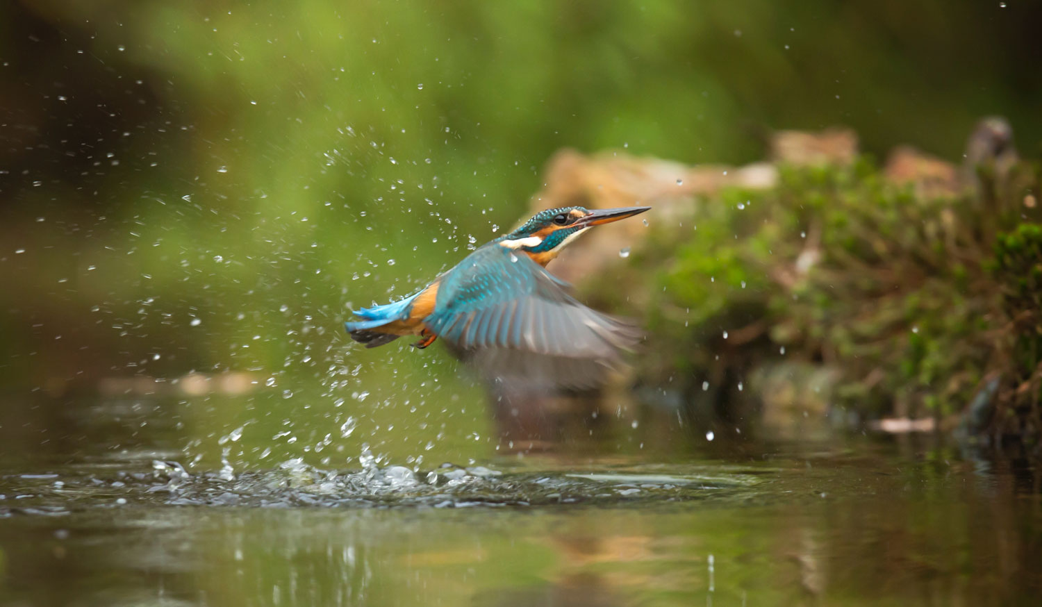 oiseau bleu et orange à côté de bordeaux : les animaux dans la nature