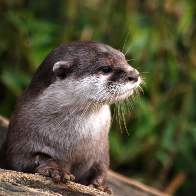 une loutre à bordeaux, entre nature et animaux dans la ville