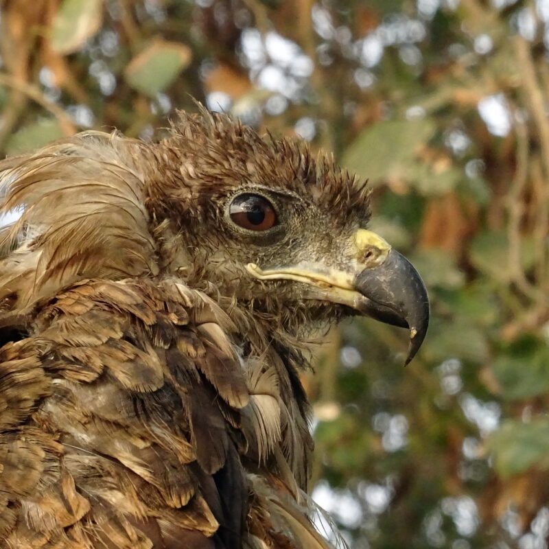 un faucon, entre nature et animaux à Bordeaux