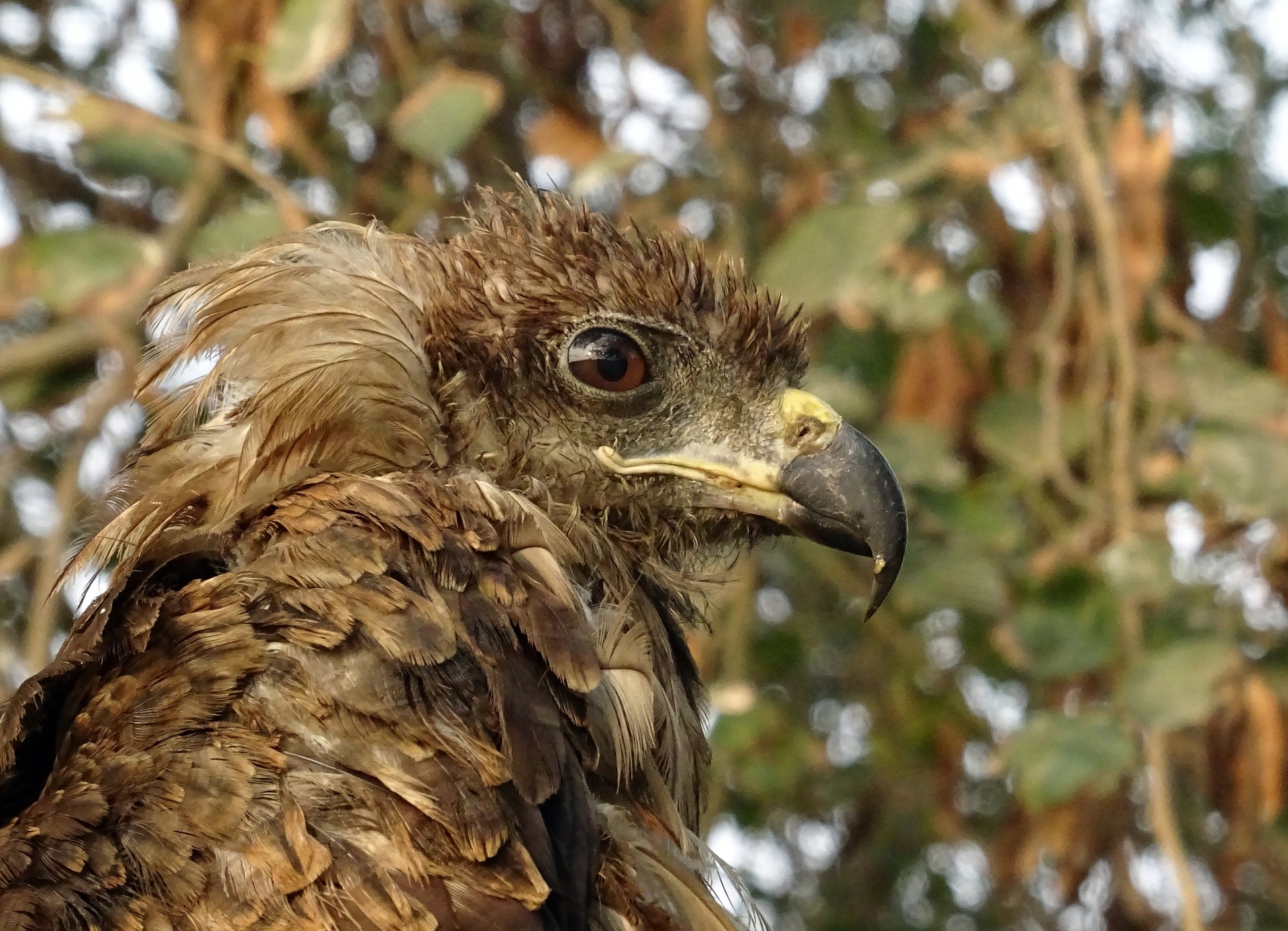 un faucon, entre nature et animaux à Bordeaux