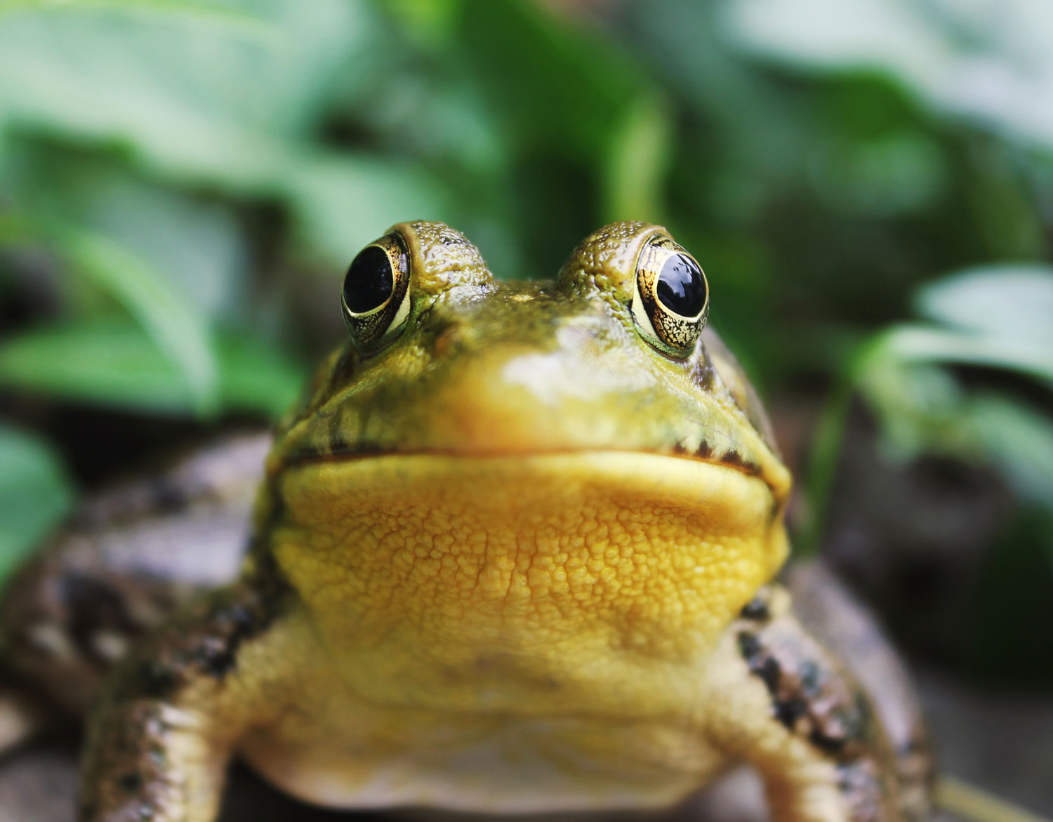 Chercher la petite bête – À la découverte des animaux de la métropole