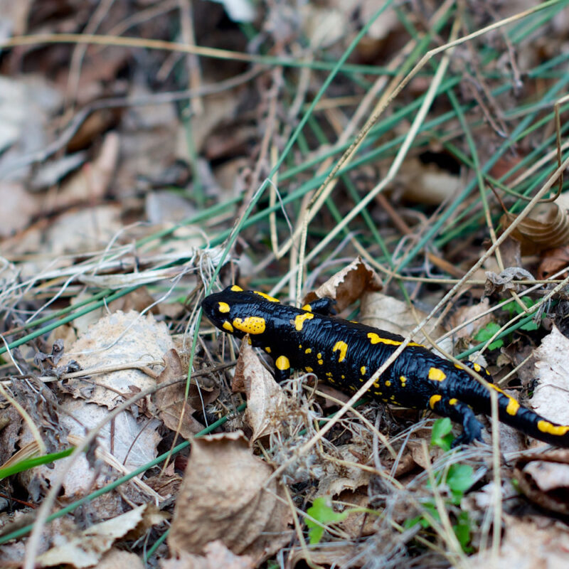 salamandre noire et jaune près de bordeaux : les animaux dans la nature