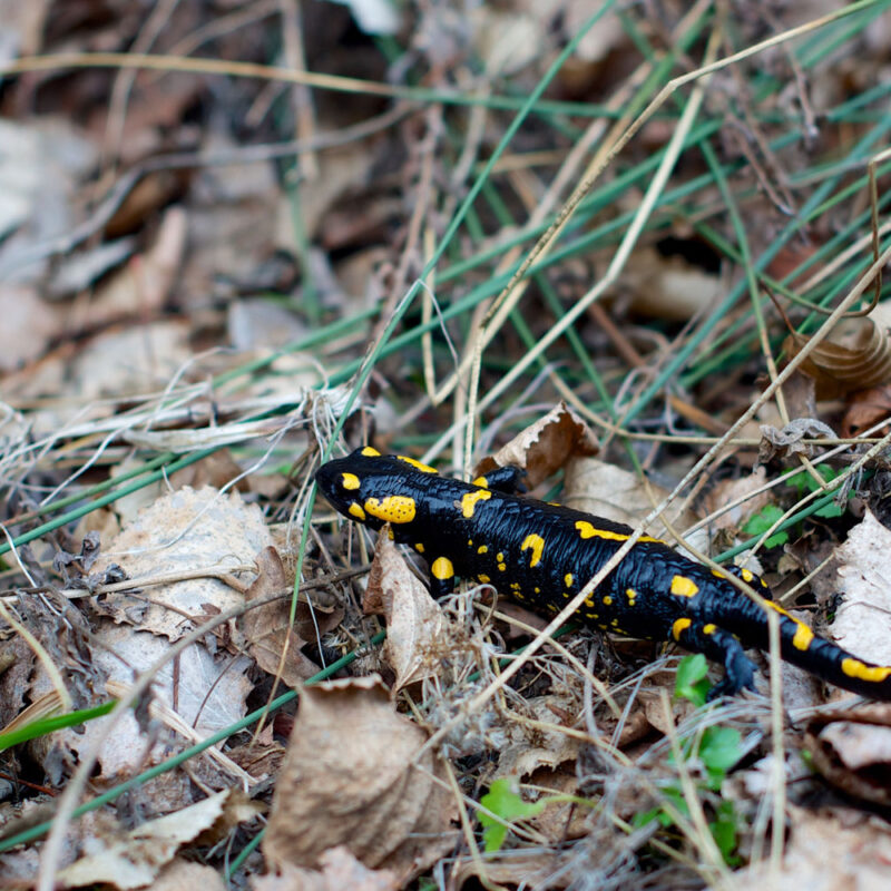 Rencontrez les fourmis sur le terrain - La Salamandre