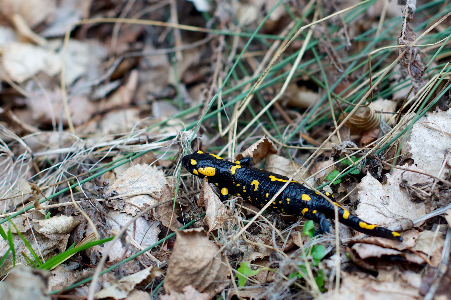 salamandre noire et jaune près de bordeaux : les animaux dans la nature