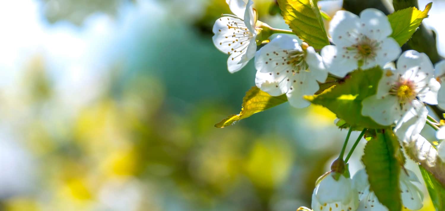 WEEK-END DU 5,6,7 AVRIL 2019