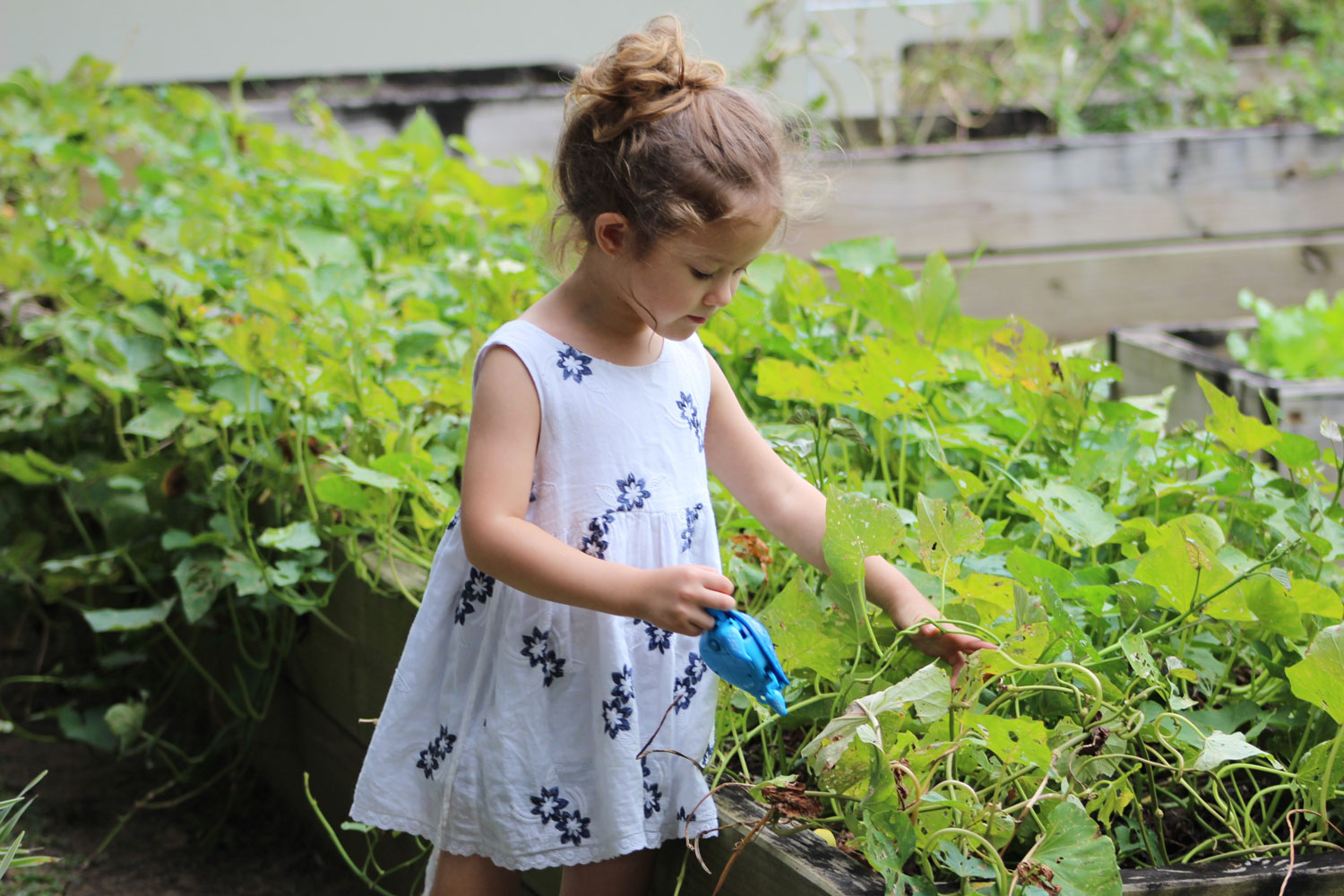 jardins participatifs à Bordeaux