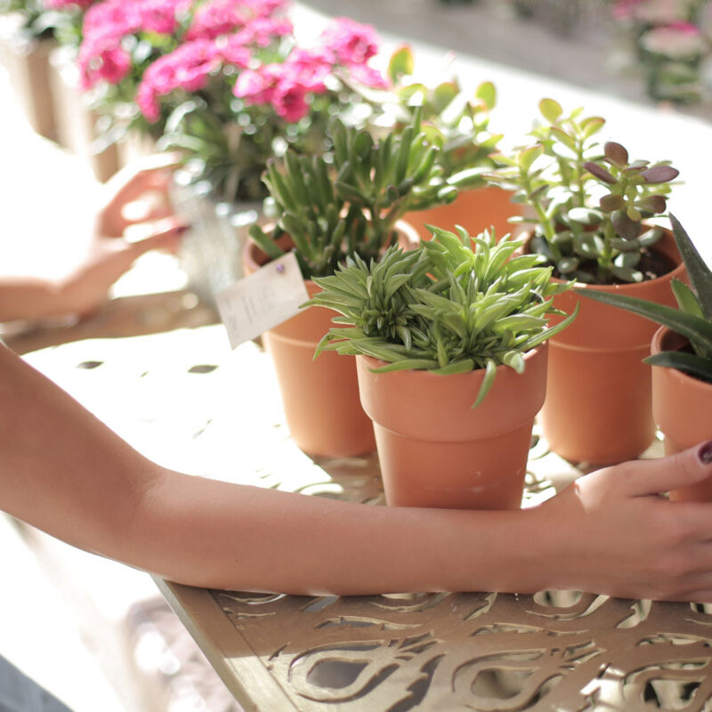 jardins participatifs à Bordeaux