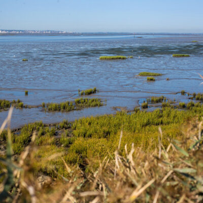 Activités en famille et immersion nature au cœur du Bassin d’Arcachon