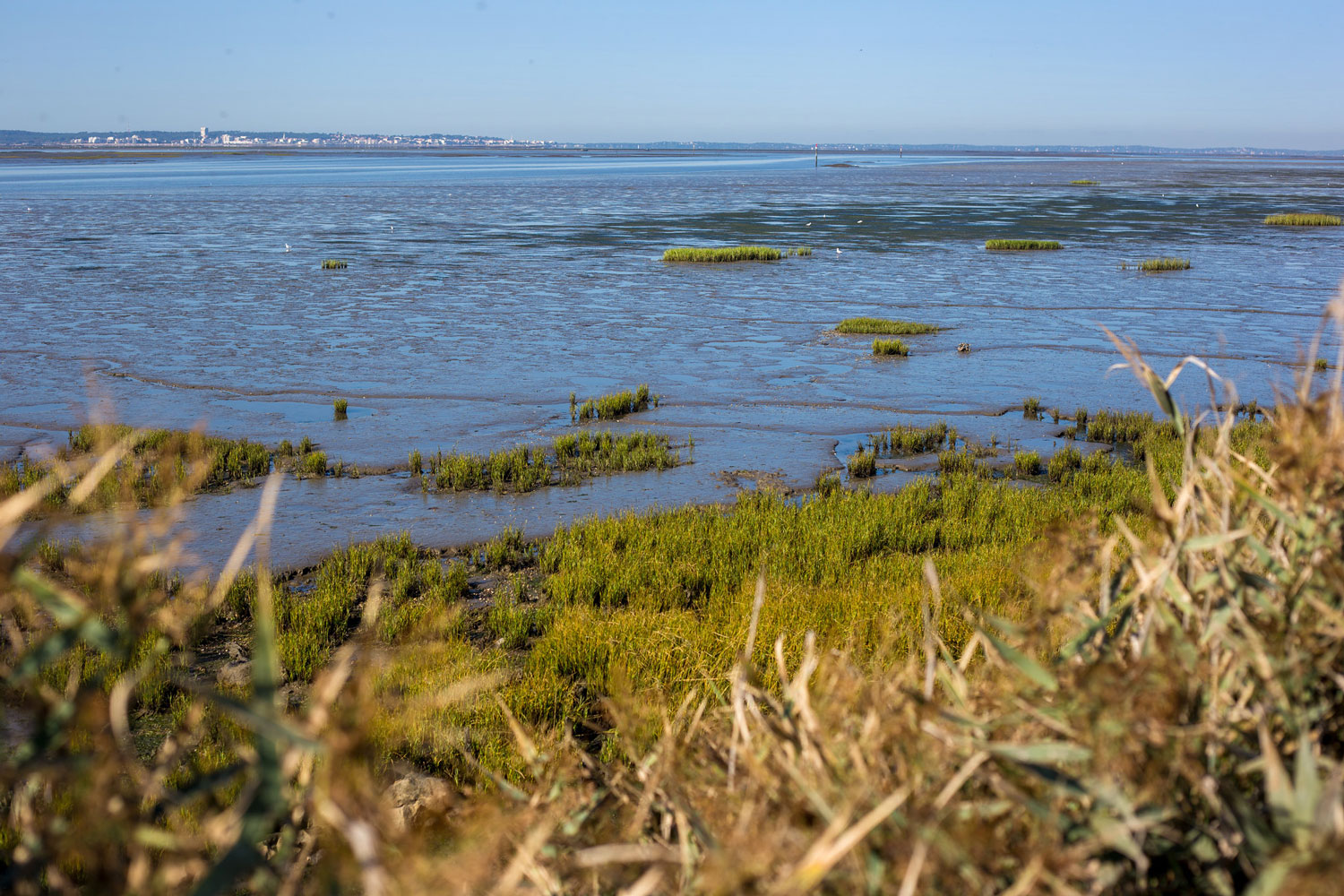 Immersion nature au cœur du Bassin d’Arcachon
