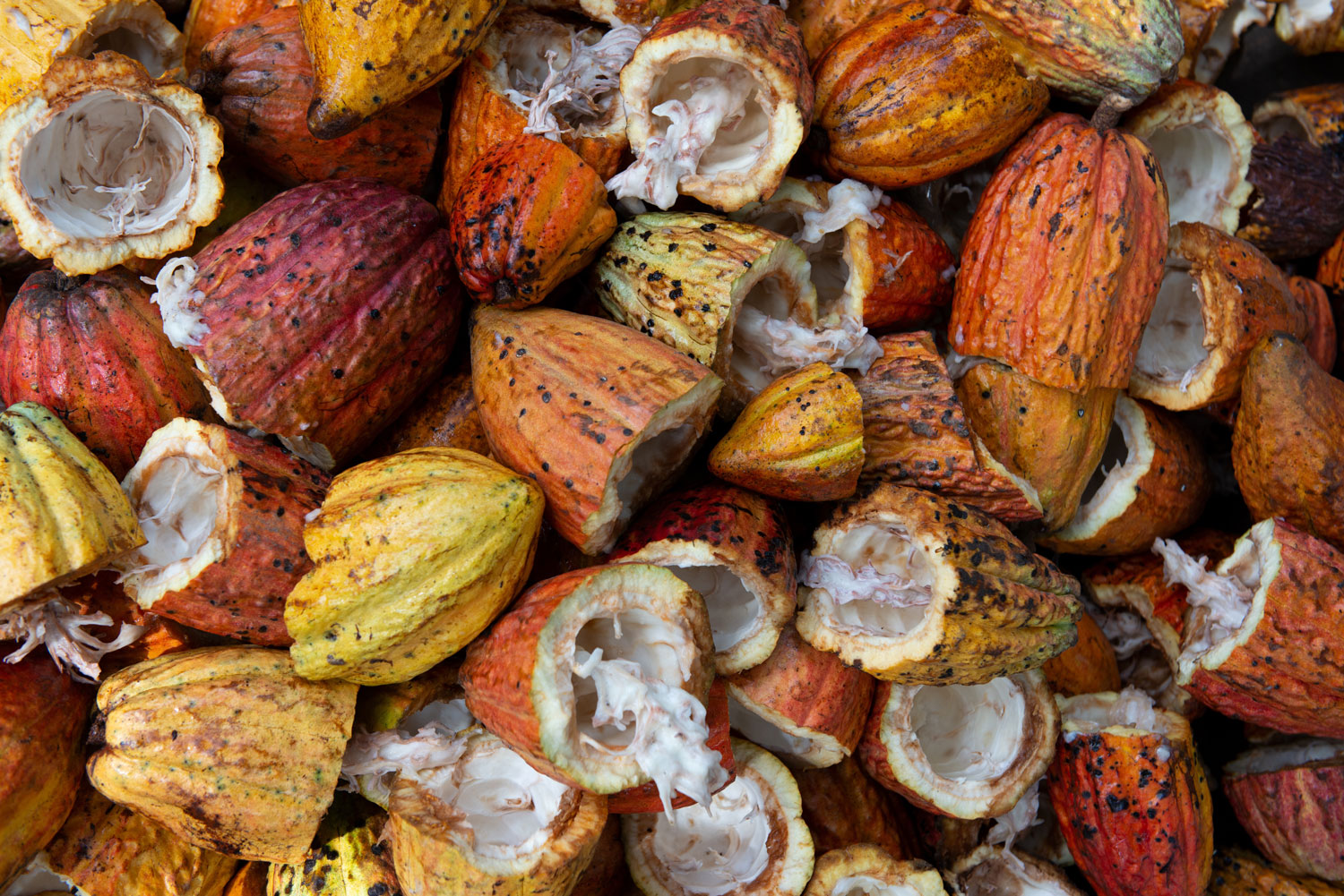 Bordeaux, capitale méconnue du chocolat ?