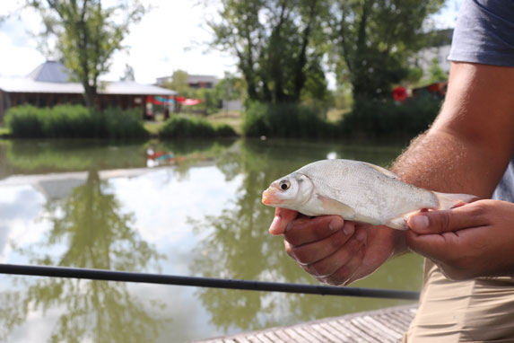 Une brême pechée à Floirac