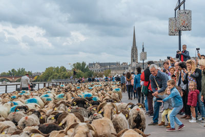 Transhumance urbaine 2018 dans le centre de Bordeaux