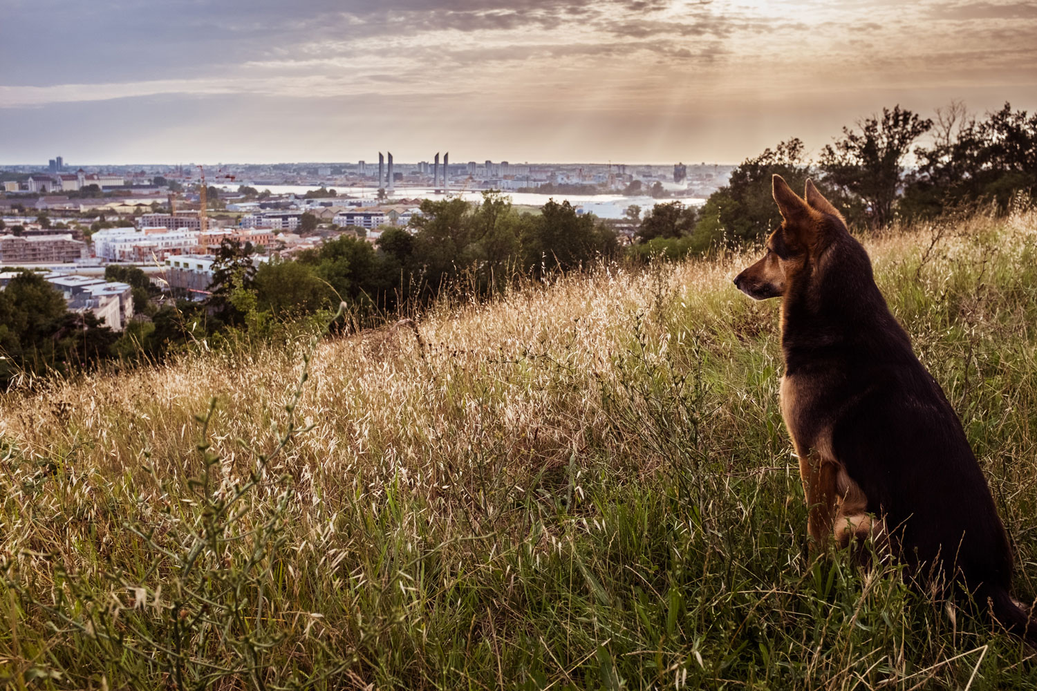 Bordeaux, une ville qui a du chien !