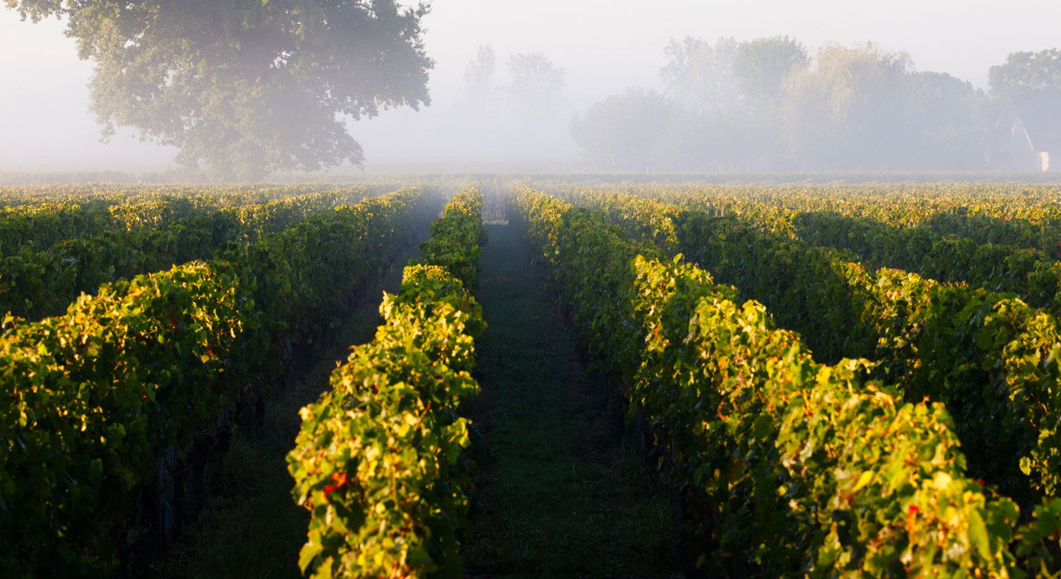 Rando à Bordeaux : les vignes à portée de tram
