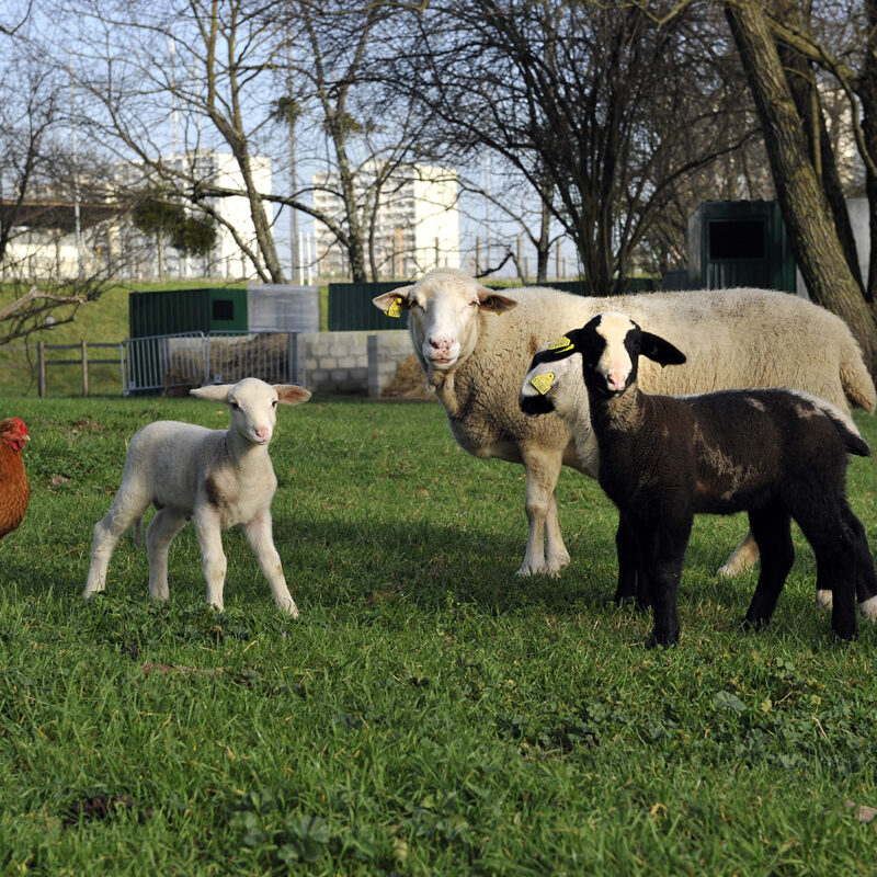 ferme produits frais bordeaux lormont