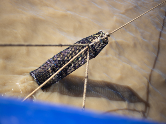 Pêcheur garonne