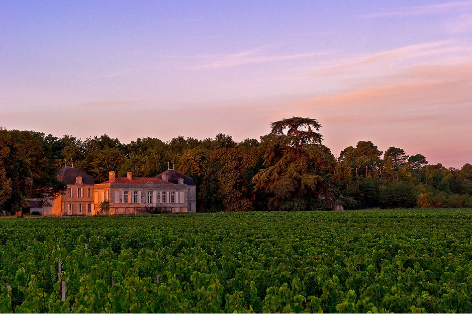 Vignoble à Bordeaux