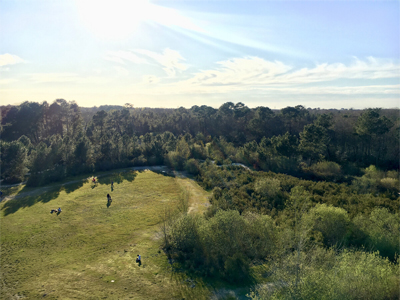 Forêt du Bourgailh