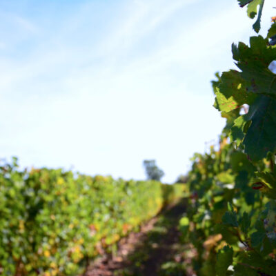 Vignes de châteaux de Bordeaux