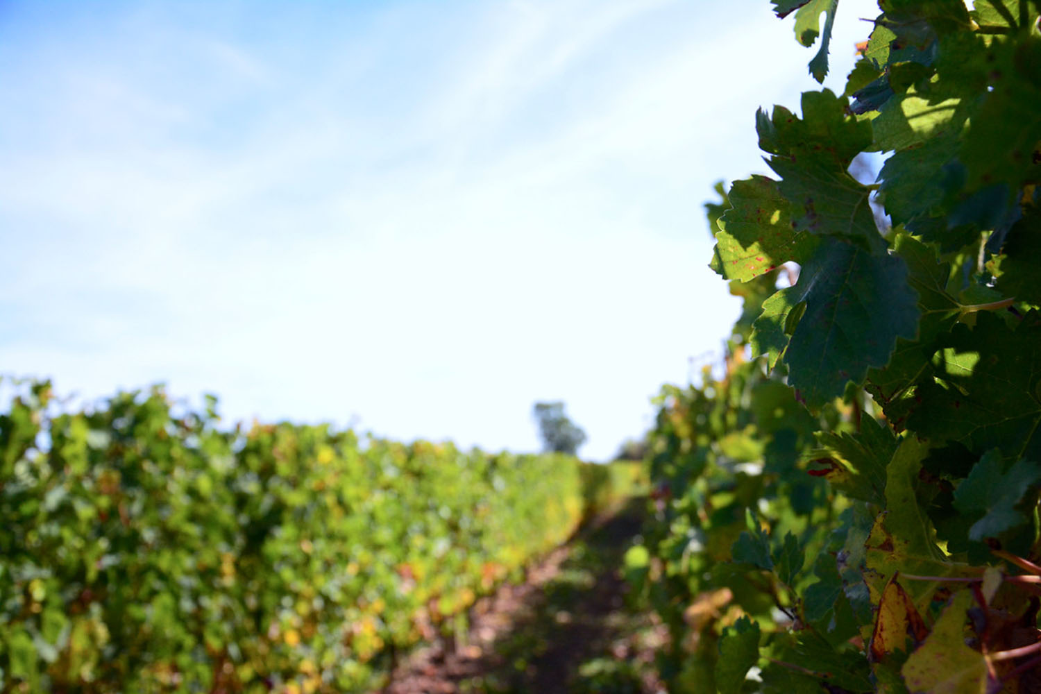 La vigne et l’architecte : un régal de Mérignac à Pessac