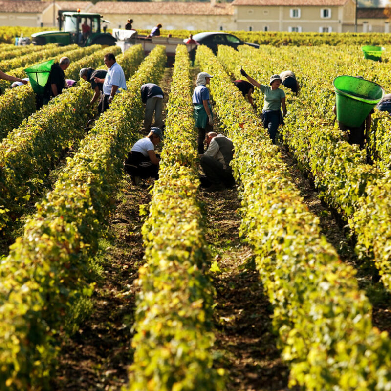 Vendanges dans les châteaux de Bordeaux