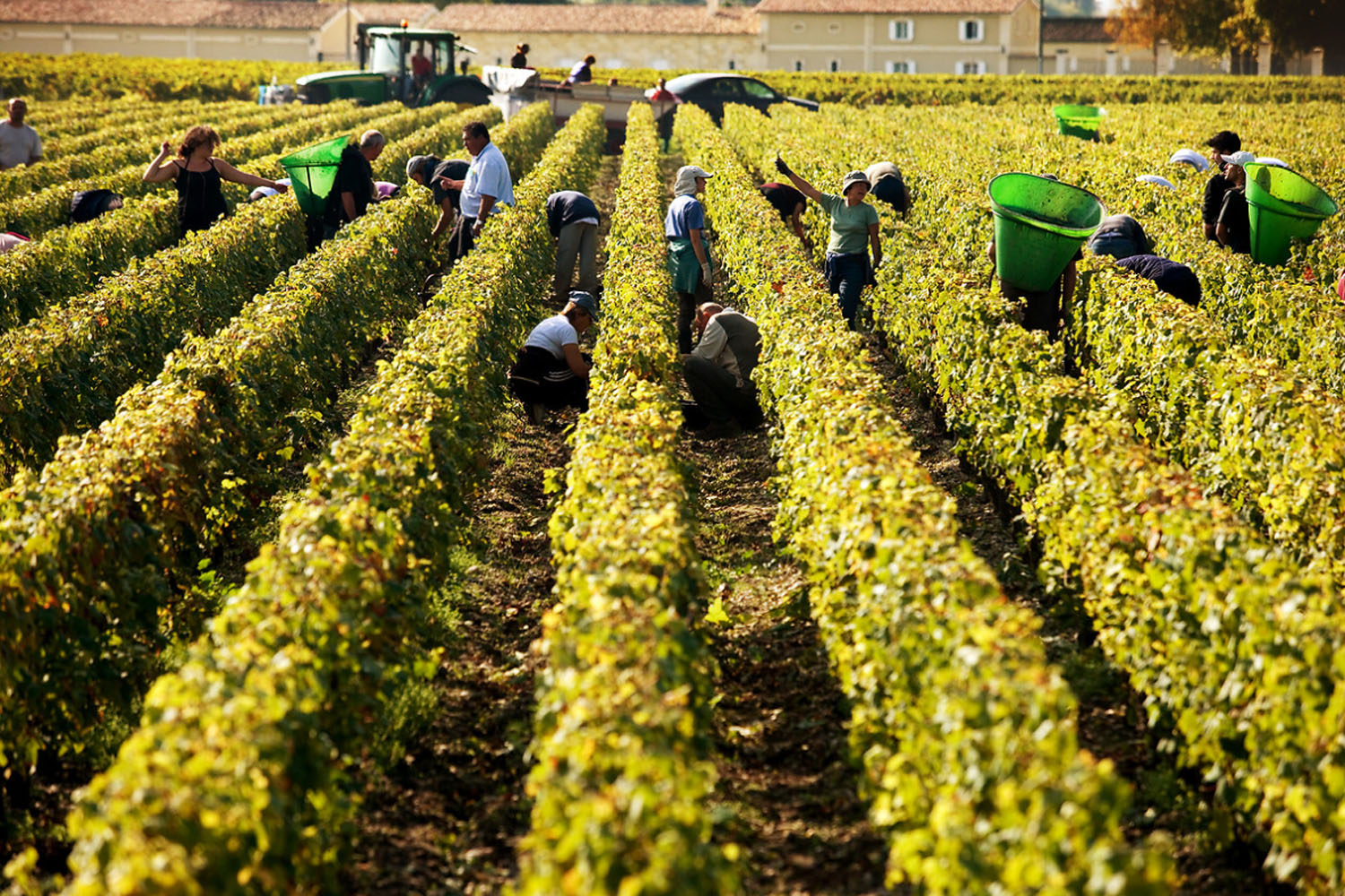 Vendanges dans les châteaux de Bordeaux