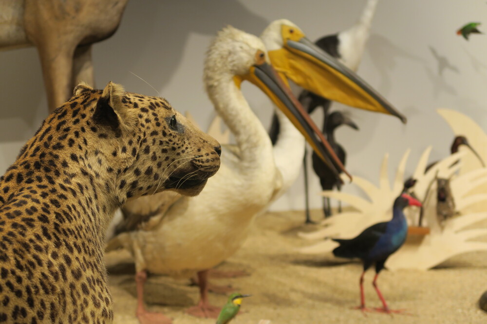 Les expositions à voir avec les enfants à Bordeaux cet été