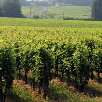 Immersion au cœur des châteaux d'appellation pessac-léognan