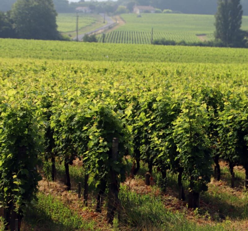 Immersion au cœur des châteaux d’appellation Pessac-Léognan