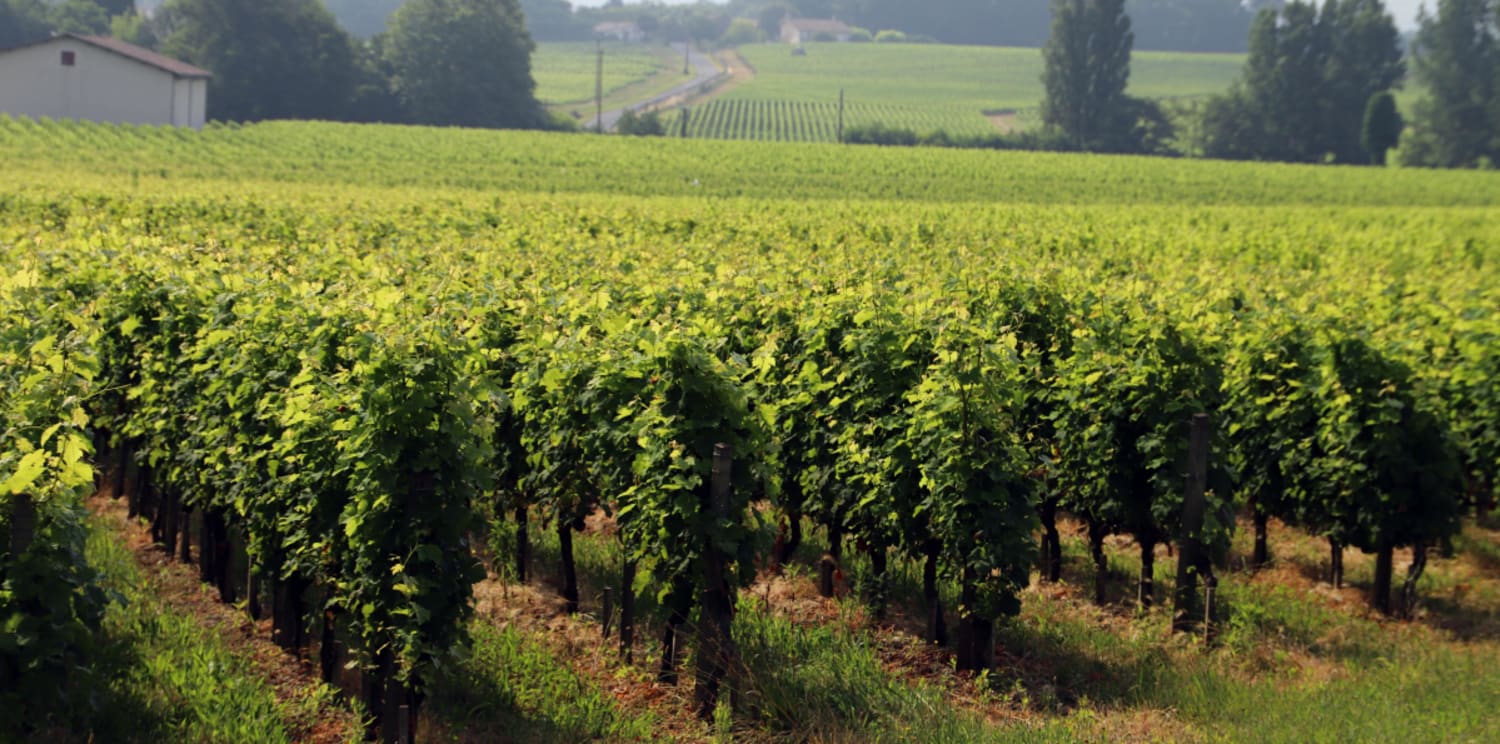 Immersion au cœur des châteaux d’appellation Pessac-Léognan