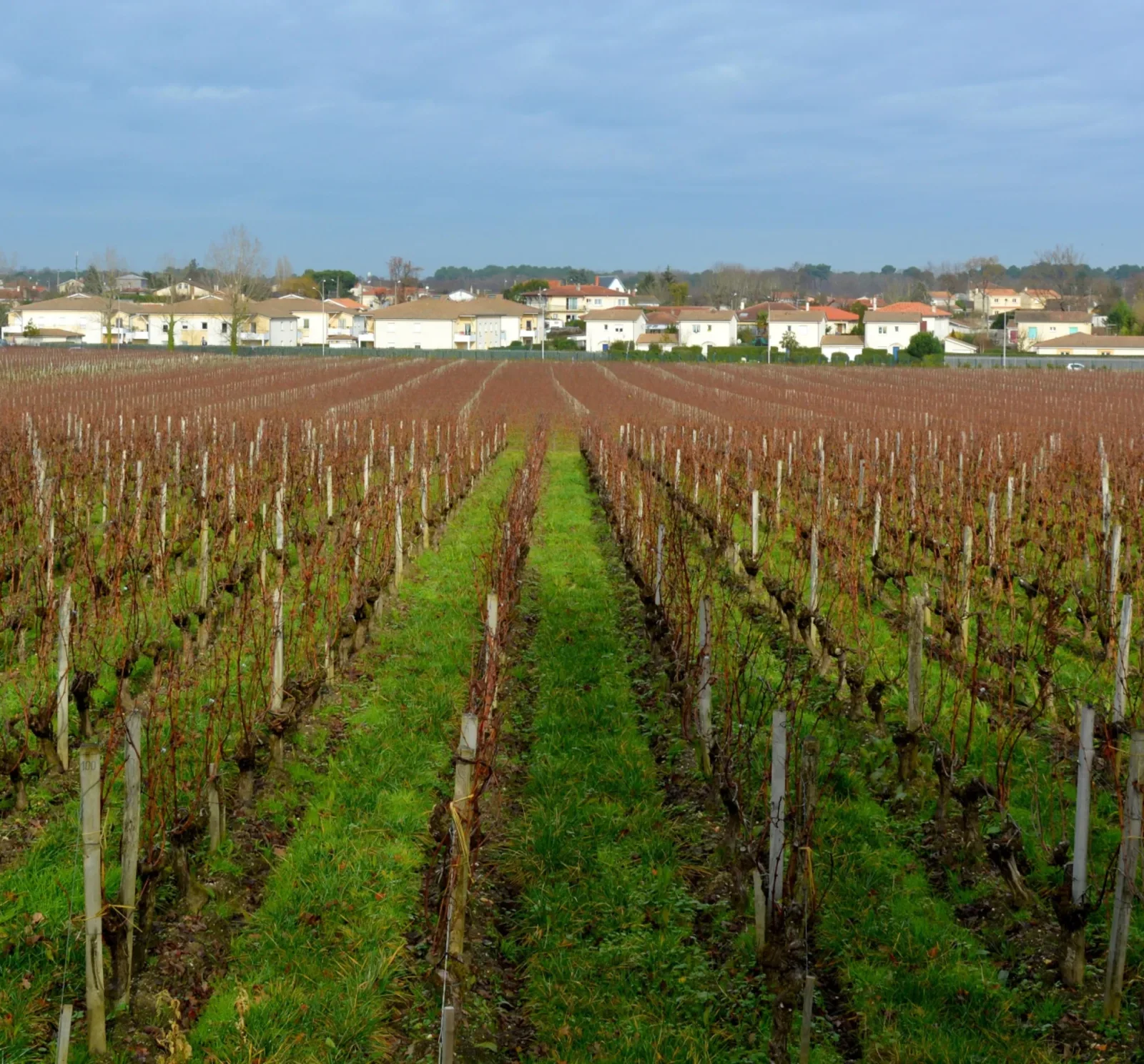 La vigne et l’architecte : à pas lents de Pessac au bois du Burck