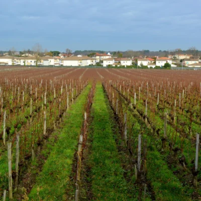 La vigne et l'architecte : à pas lents de Pessac au bois du Burck