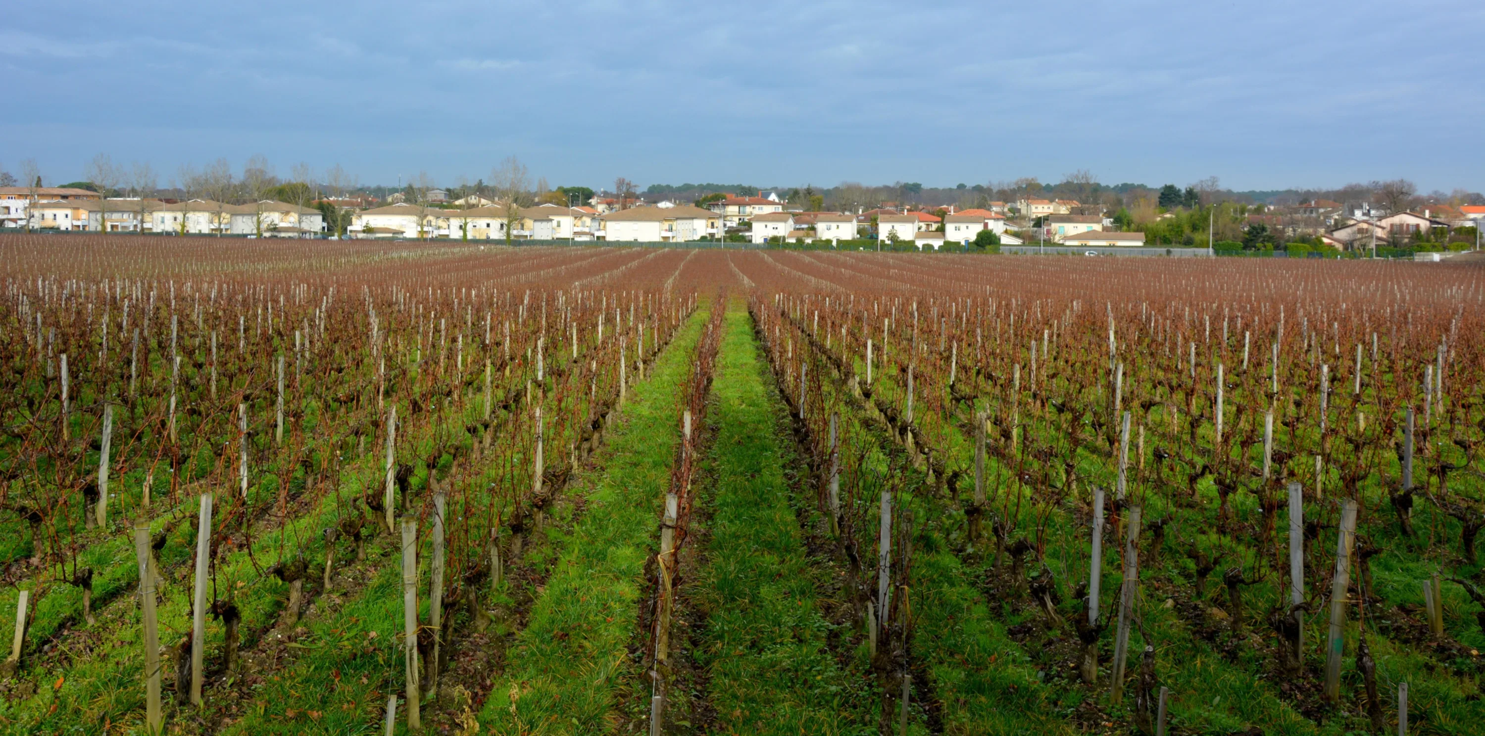 La vigne et l’architecte : à pas lents de Pessac au bois du Burck