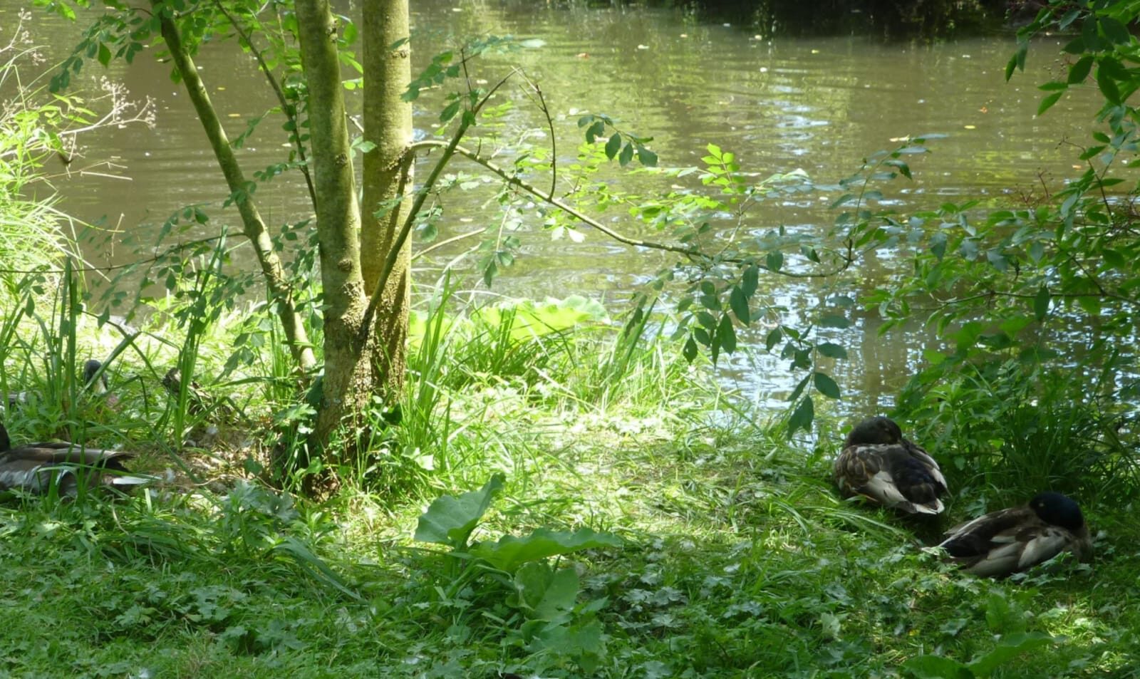 Au fil de l’Eau Bourde : bonheur nature de Talence à Gradignan