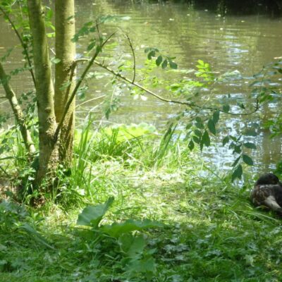 AU FIL DE L'EAU BOURDE : BONHEUR NATURE DE TALENCE À GRADIGNAN