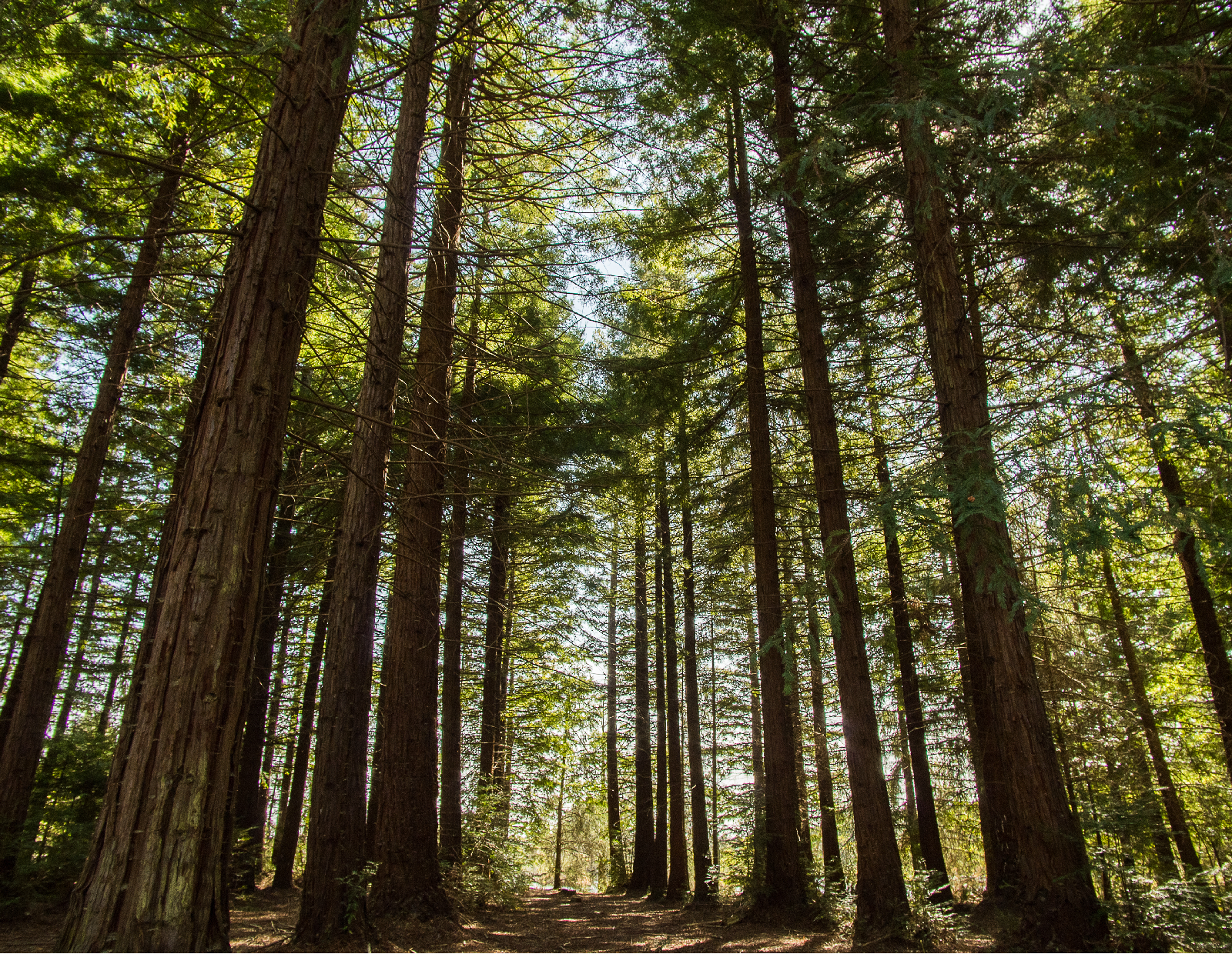 On a testé le « bain de forêt » – Déconnexion garantie !