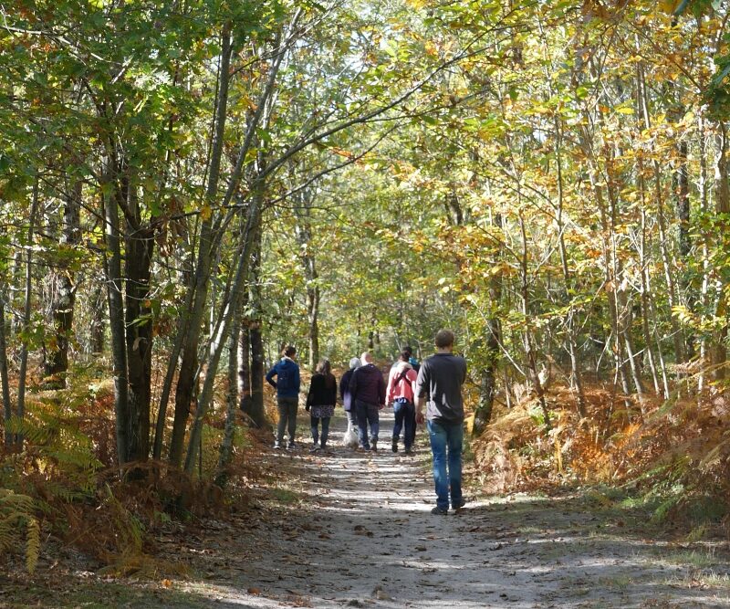 Forêt du Taillan