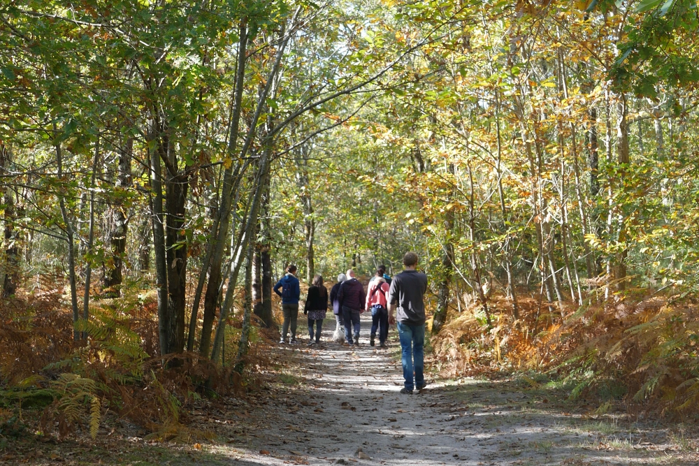 Forêt du Taillan