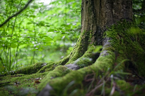 forêt kids news octobre
