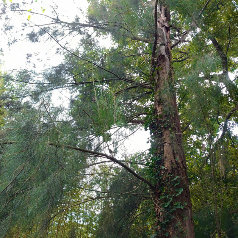 Grand allocasuarina