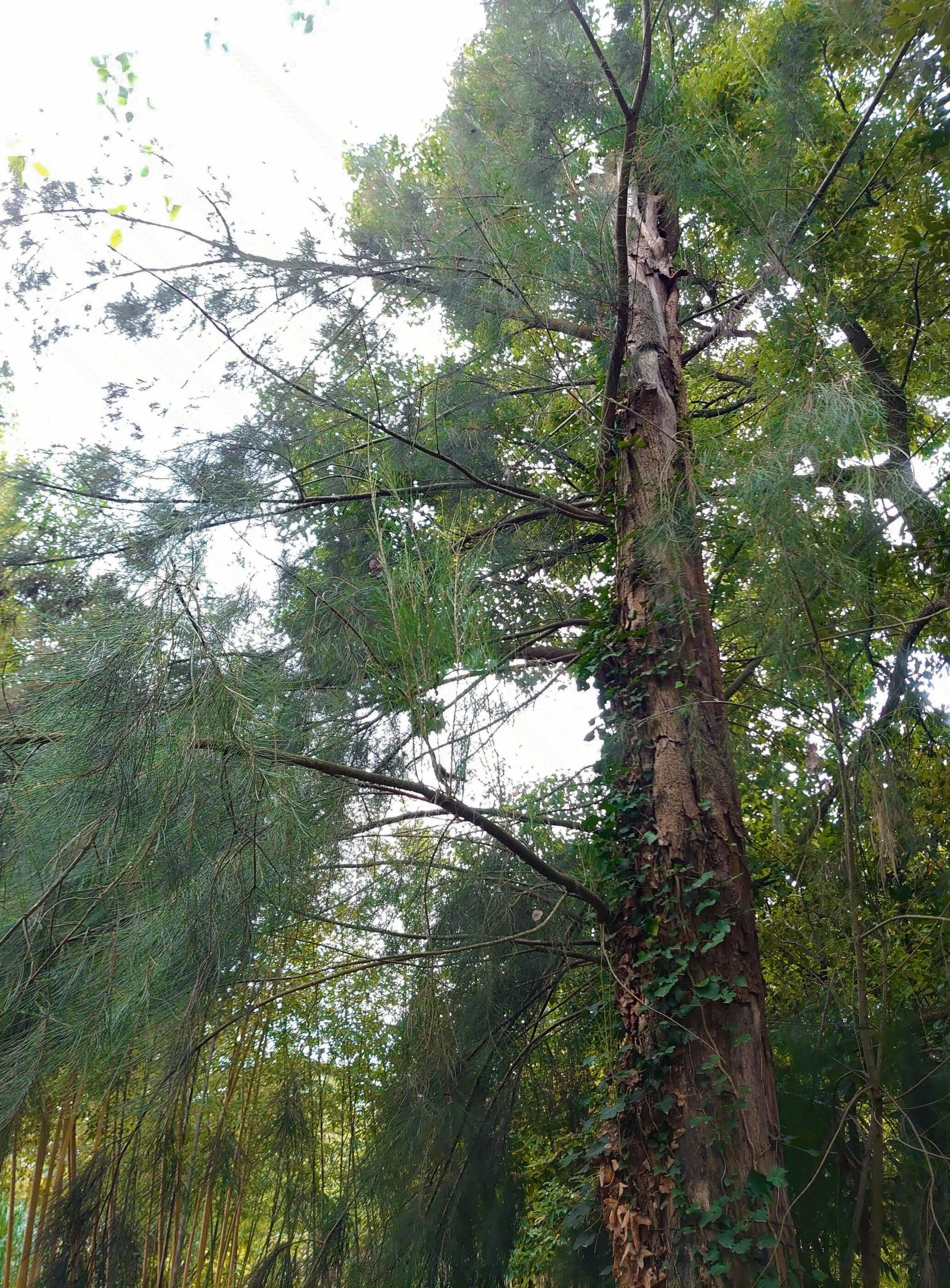 Grand allocasuarina