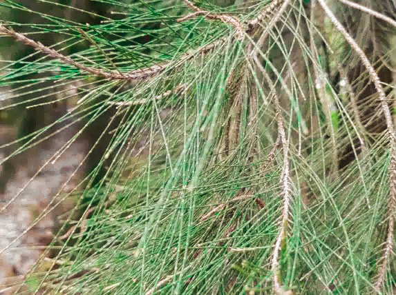 Branche de l'allocasuarina