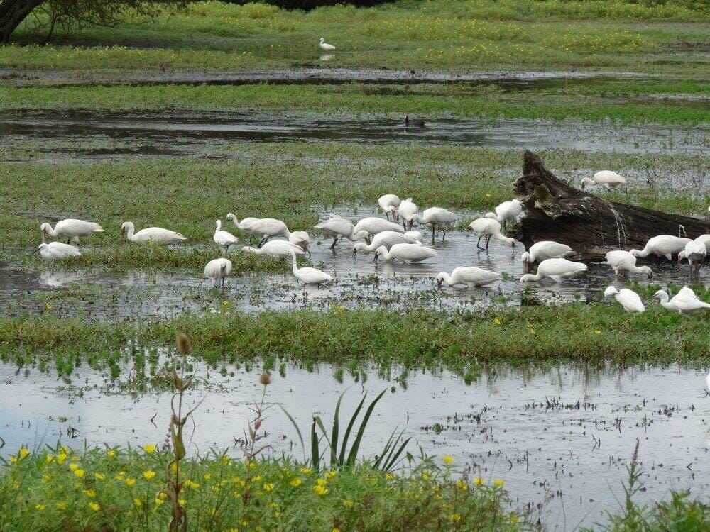 Une réserve naturelle à portée de tram – Les marais de Bruges