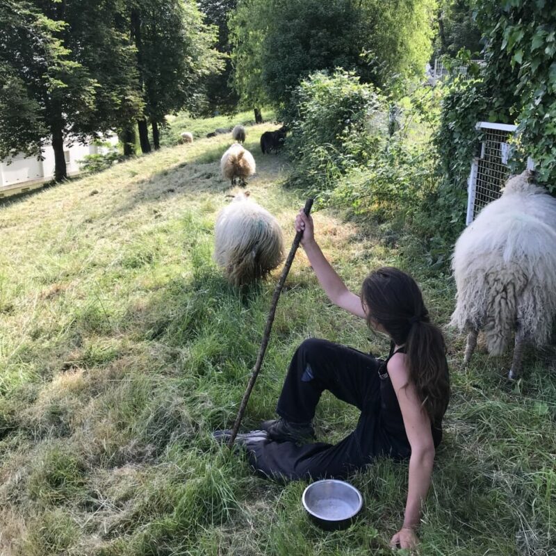 Pâturage itinérant rive droite de Bordeaux bergère