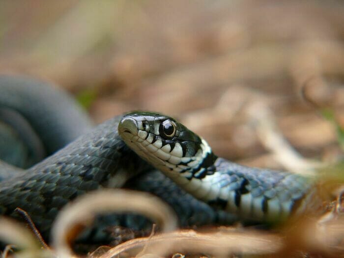 serpents sortie découverte kids news