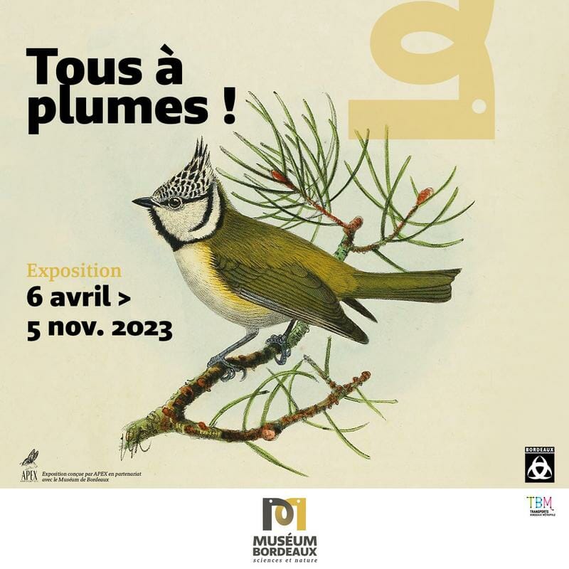 exposition tous à plumes muséum de Bordeaux