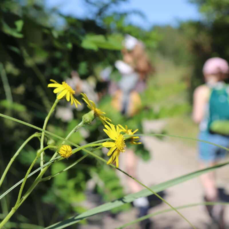 Randonnée : Respecter la nature