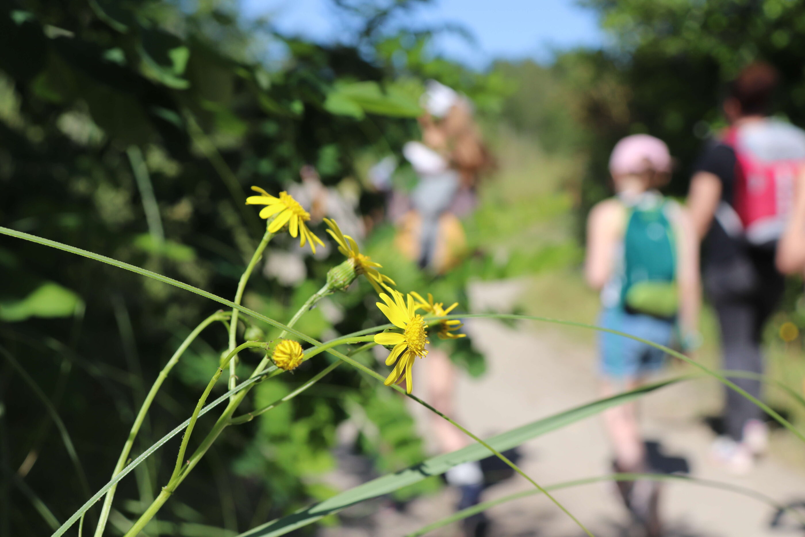 Randonnée : Respecter la nature