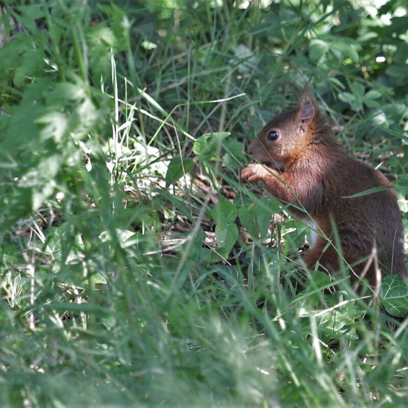 Écureuil fréquentant la réserve