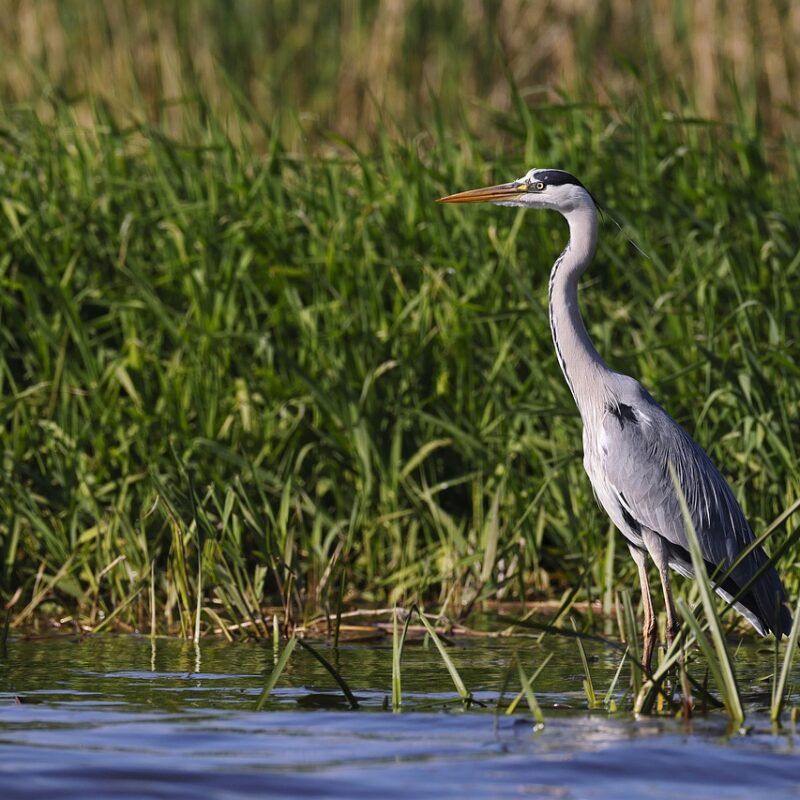 Observer des oiseaux à Bordeaux